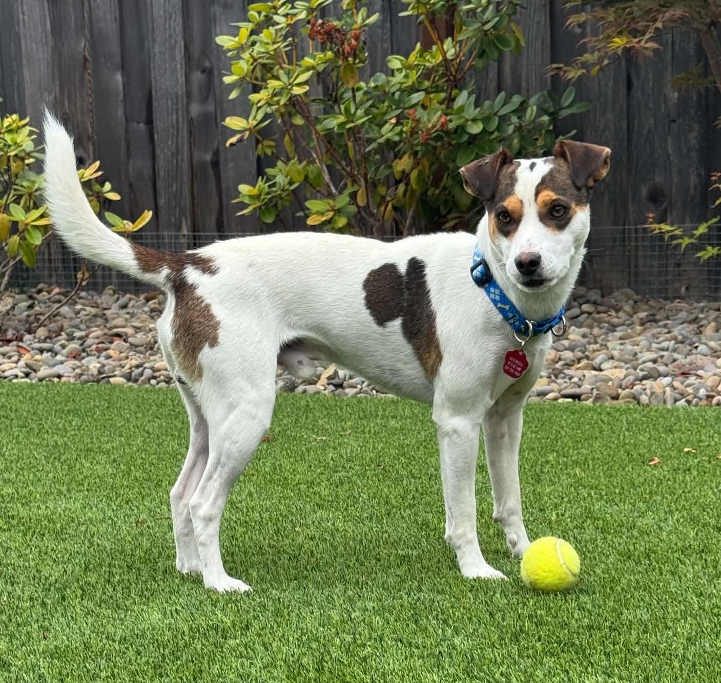 Enlarge Chase, a Adoptable Rat Terrier in Clatskanie, OR image 3/6