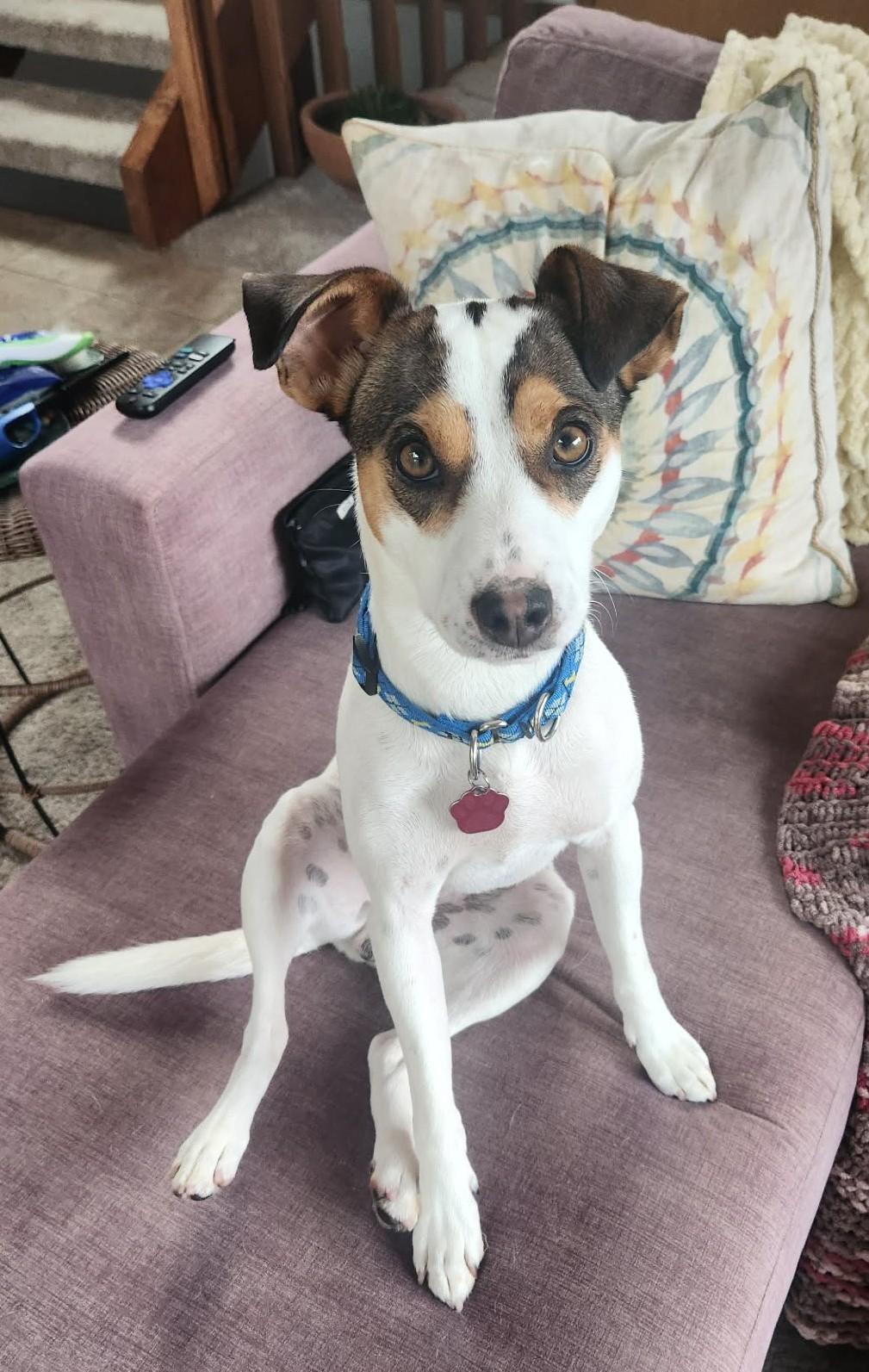 Enlarge Chase, a Adoptable Rat Terrier in Clatskanie, OR image 6/6