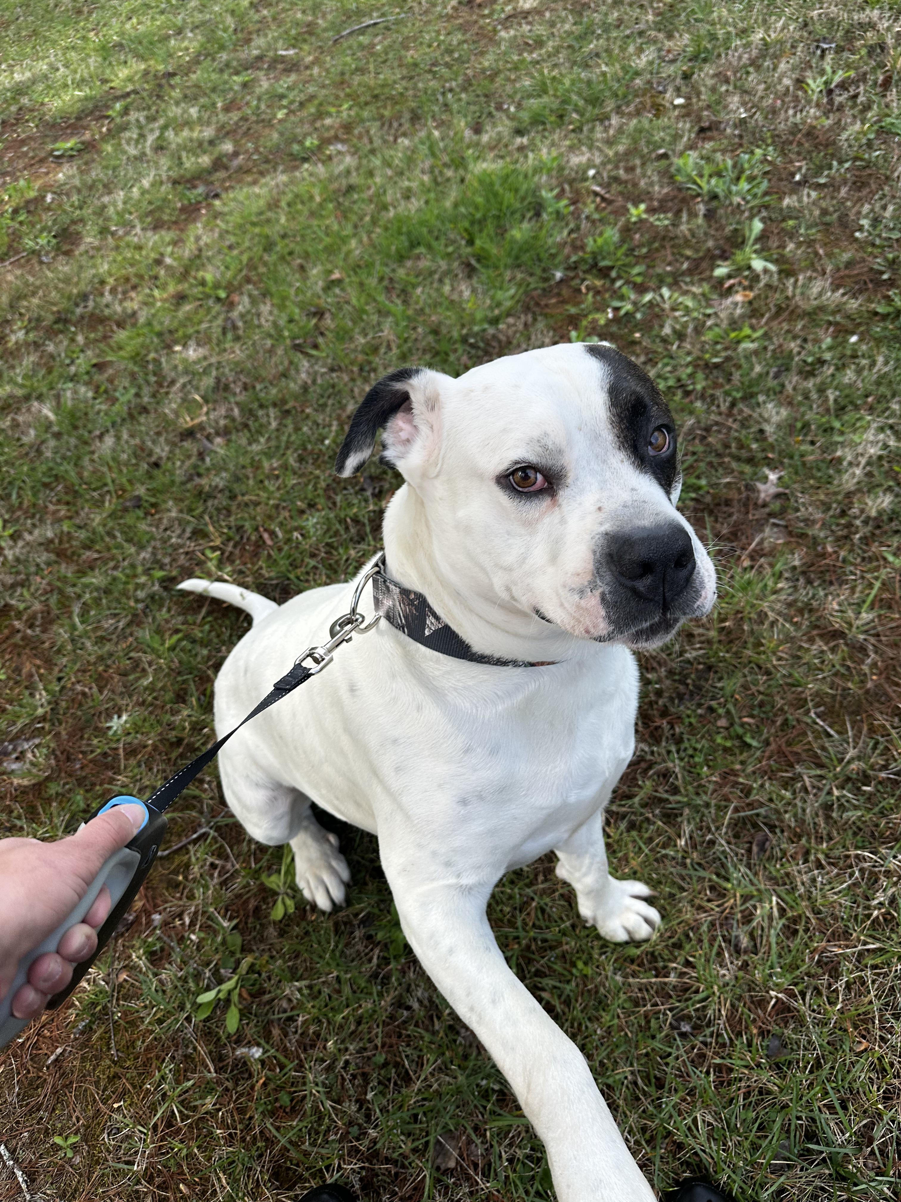 Brutus- Community Assist