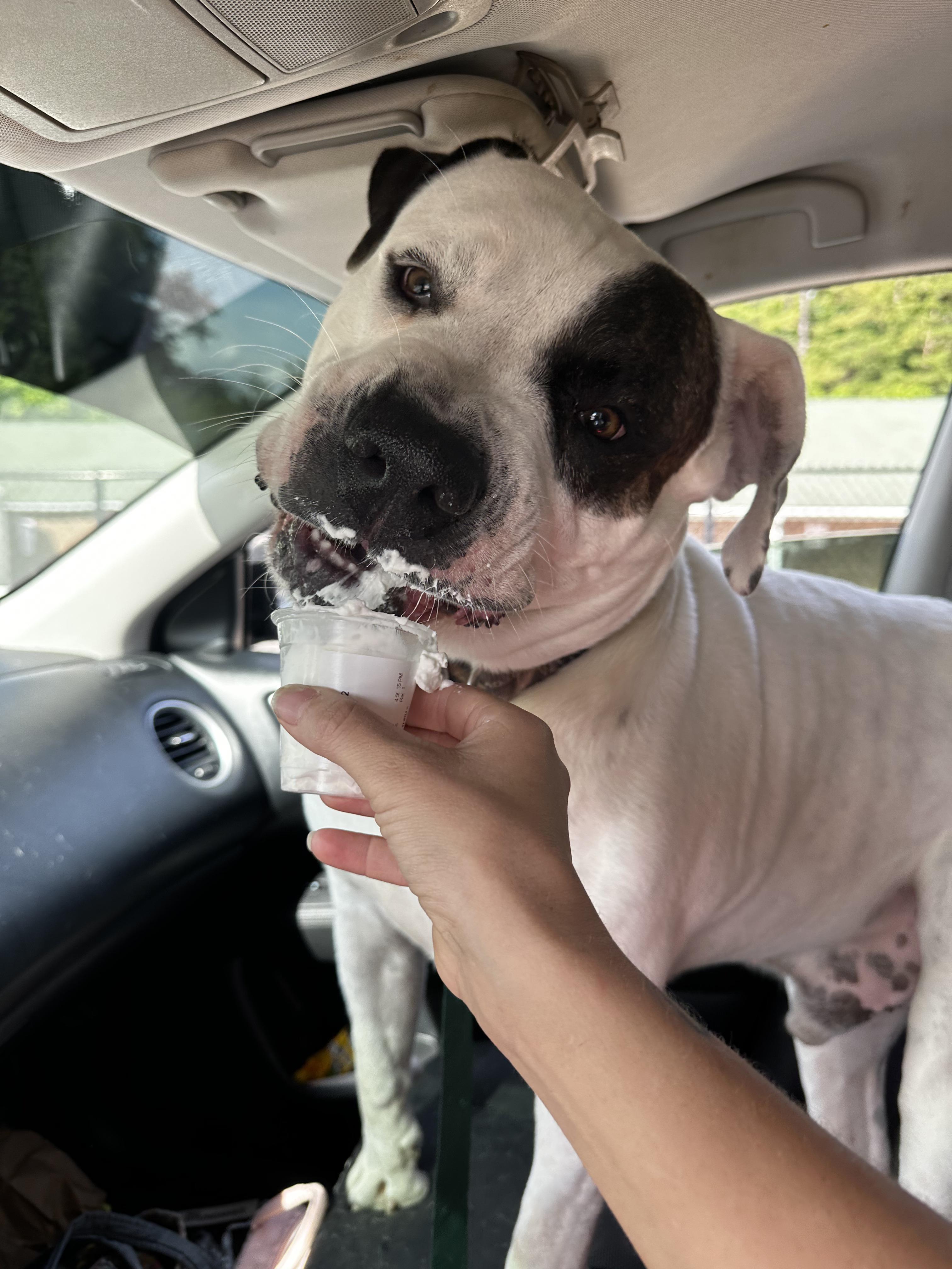 Brutus- Community Assist