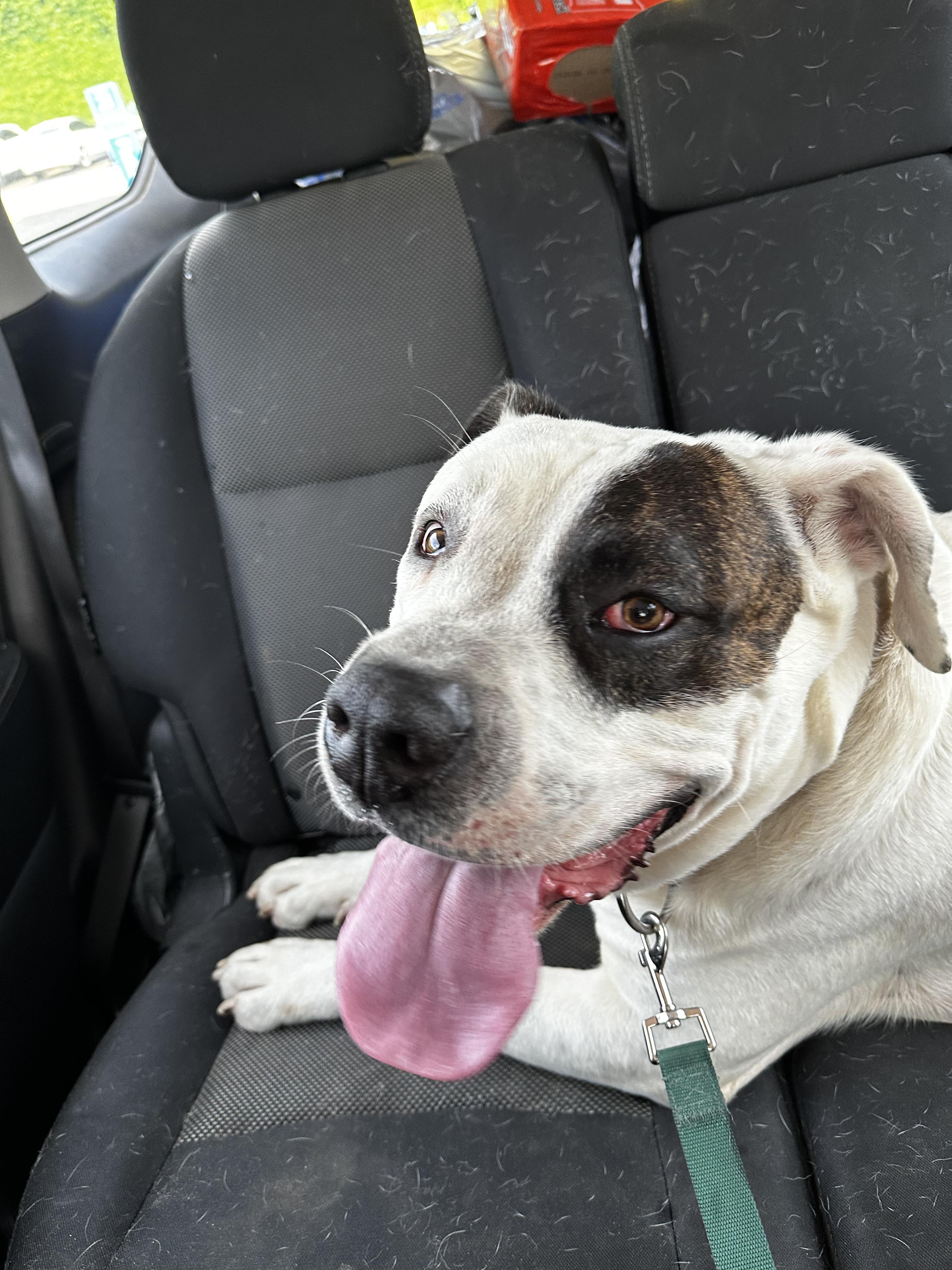 Brutus- Community Assist