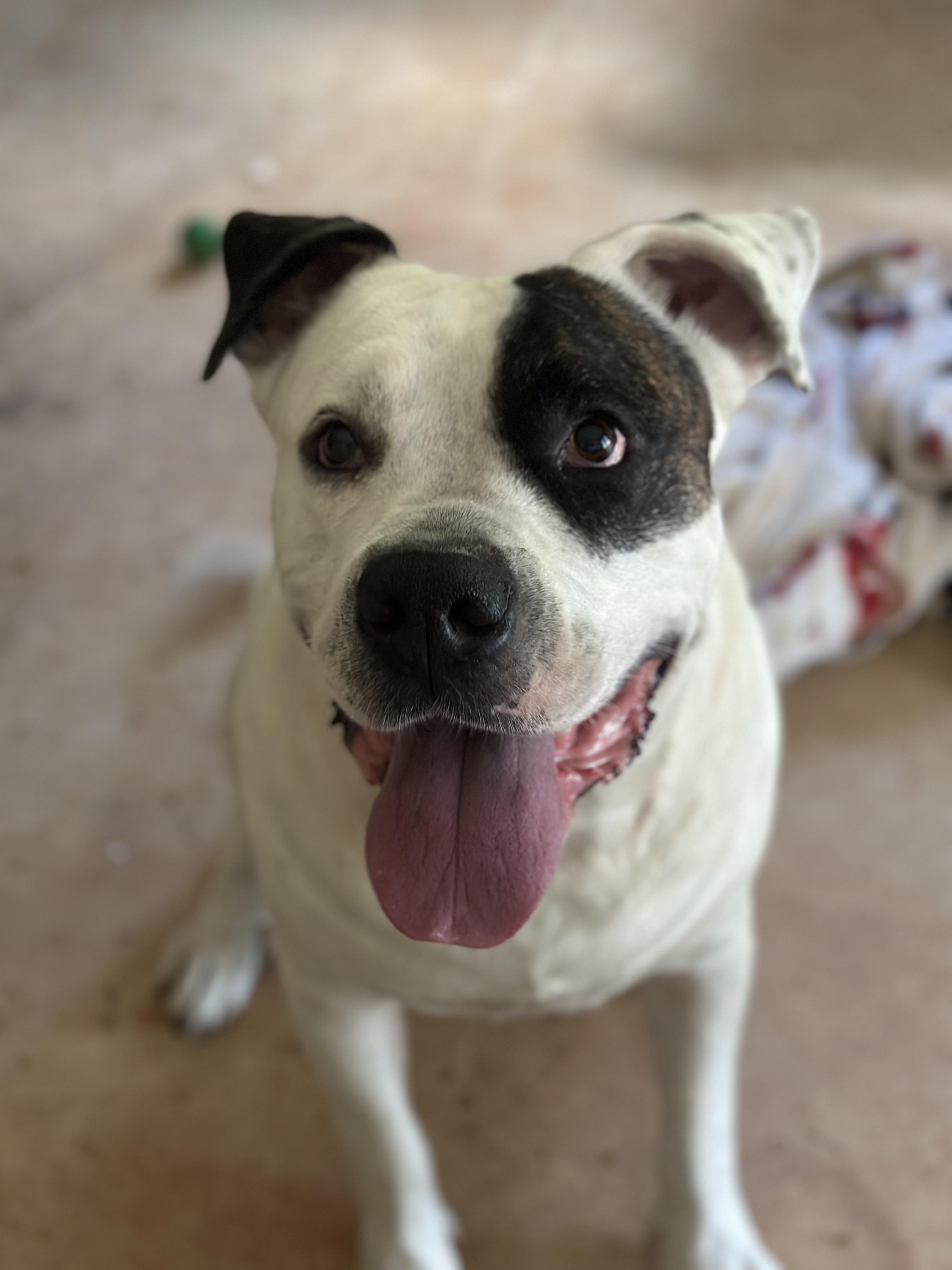 Brutus- Community Assist