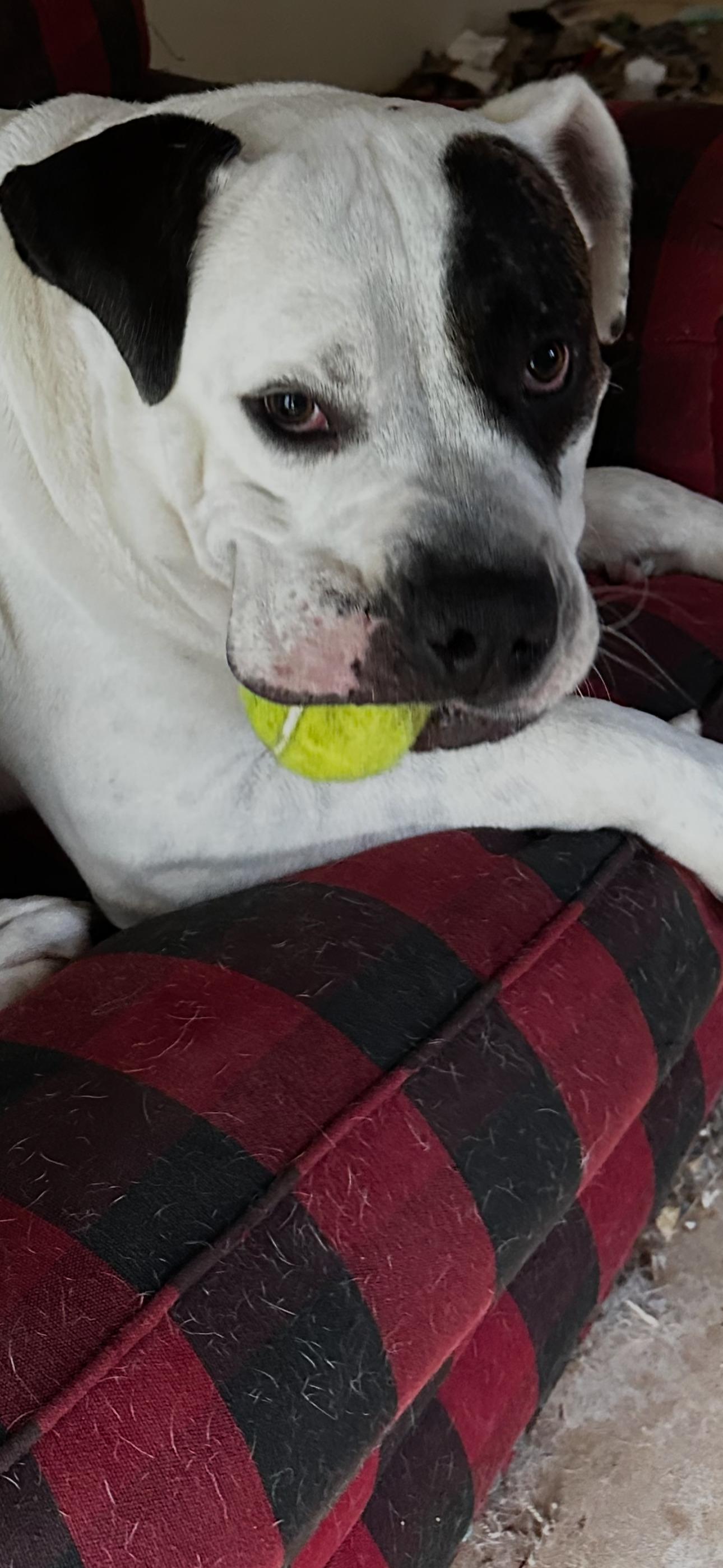 Brutus- Community Assist