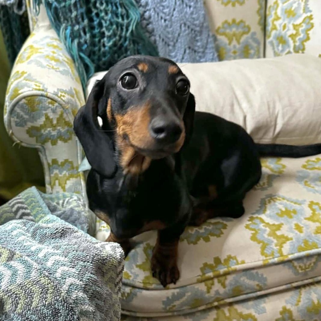 Enlarge Bean, an adopted Dachshund in Omaha, NE image 2/2