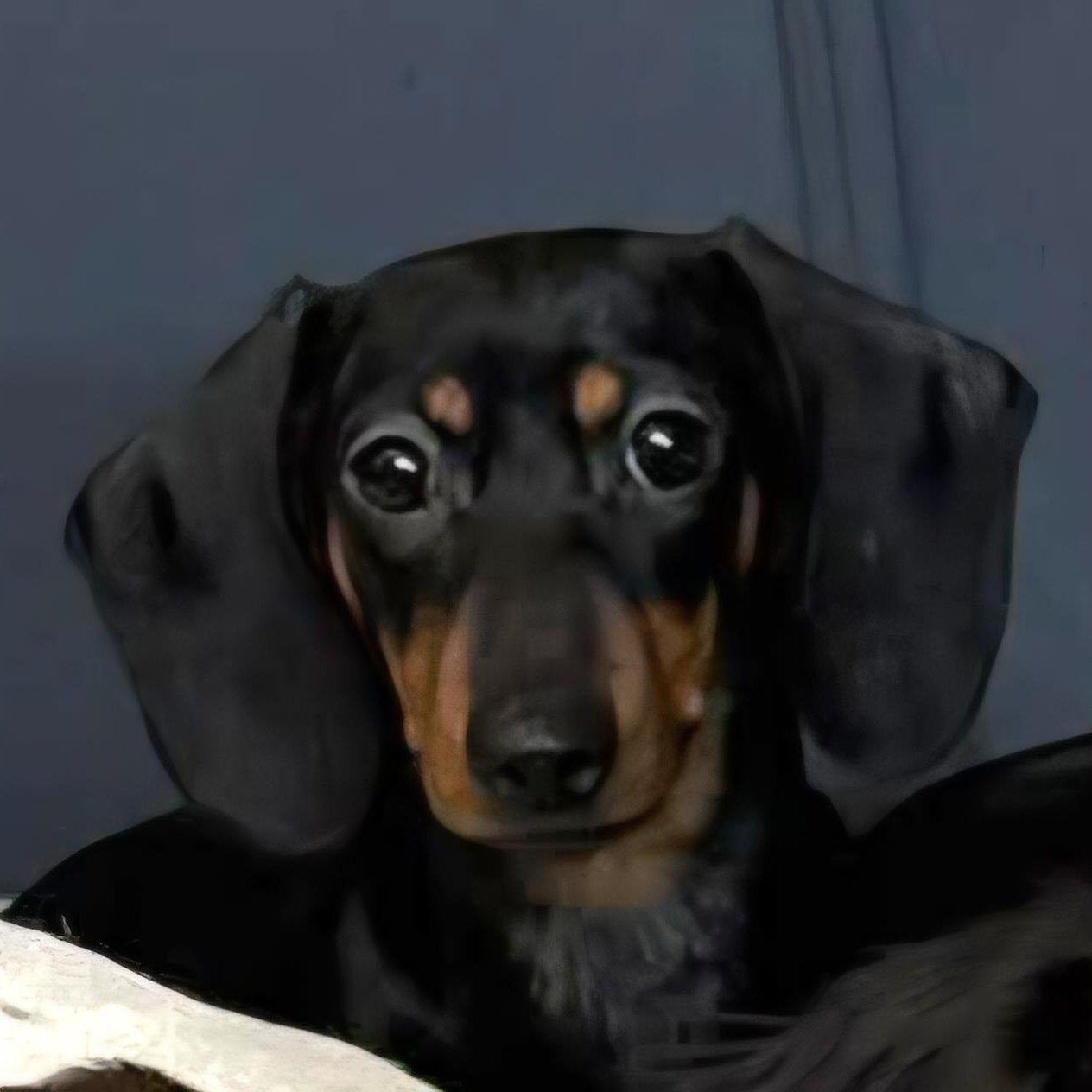 Bean, adopted, Young Female Dachshund.