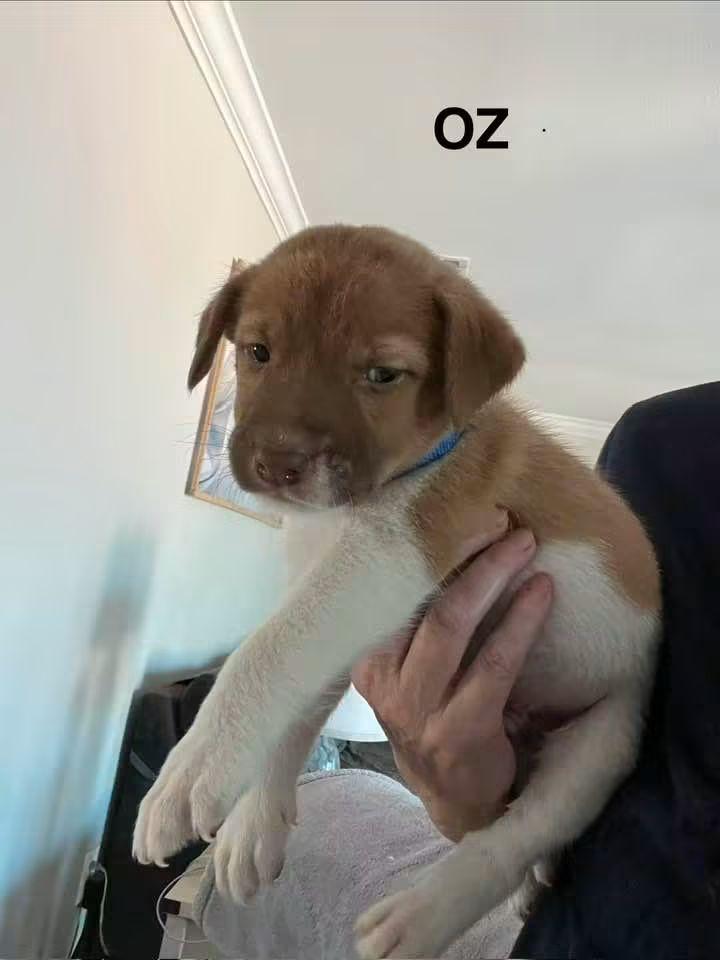 Oz, Adoptable, Puppy Male American Foxhound & English Springer Spaniel.