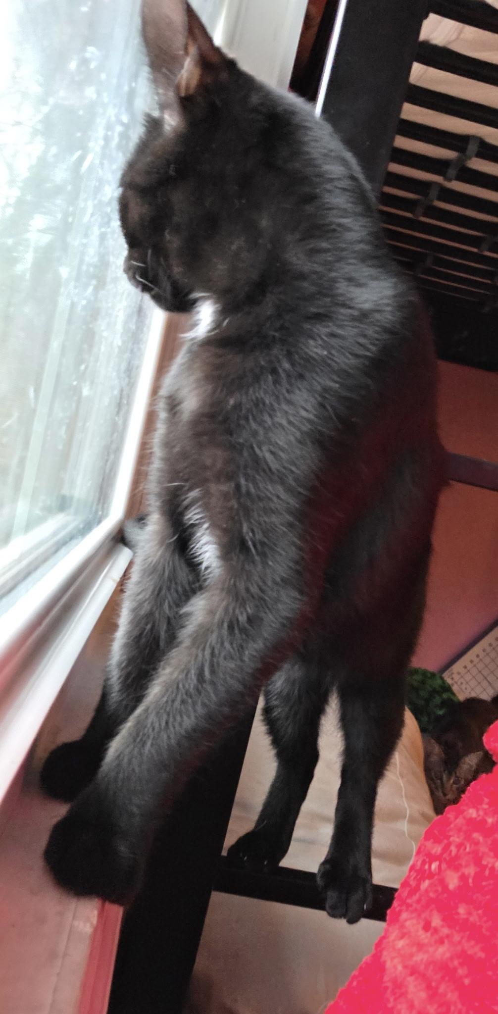 Enlarge Skipper, a Adoptable Domestic Short Hair in Moorestown, NJ image 2/3