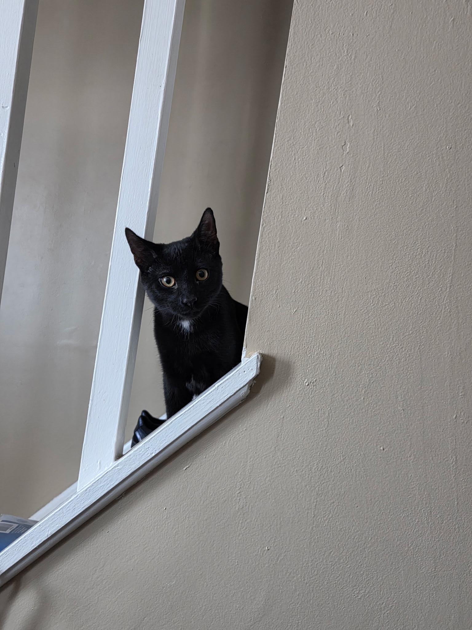 Skipper, a Adoptable Domestic Short Hair in Moorestown, NJ image 5/5