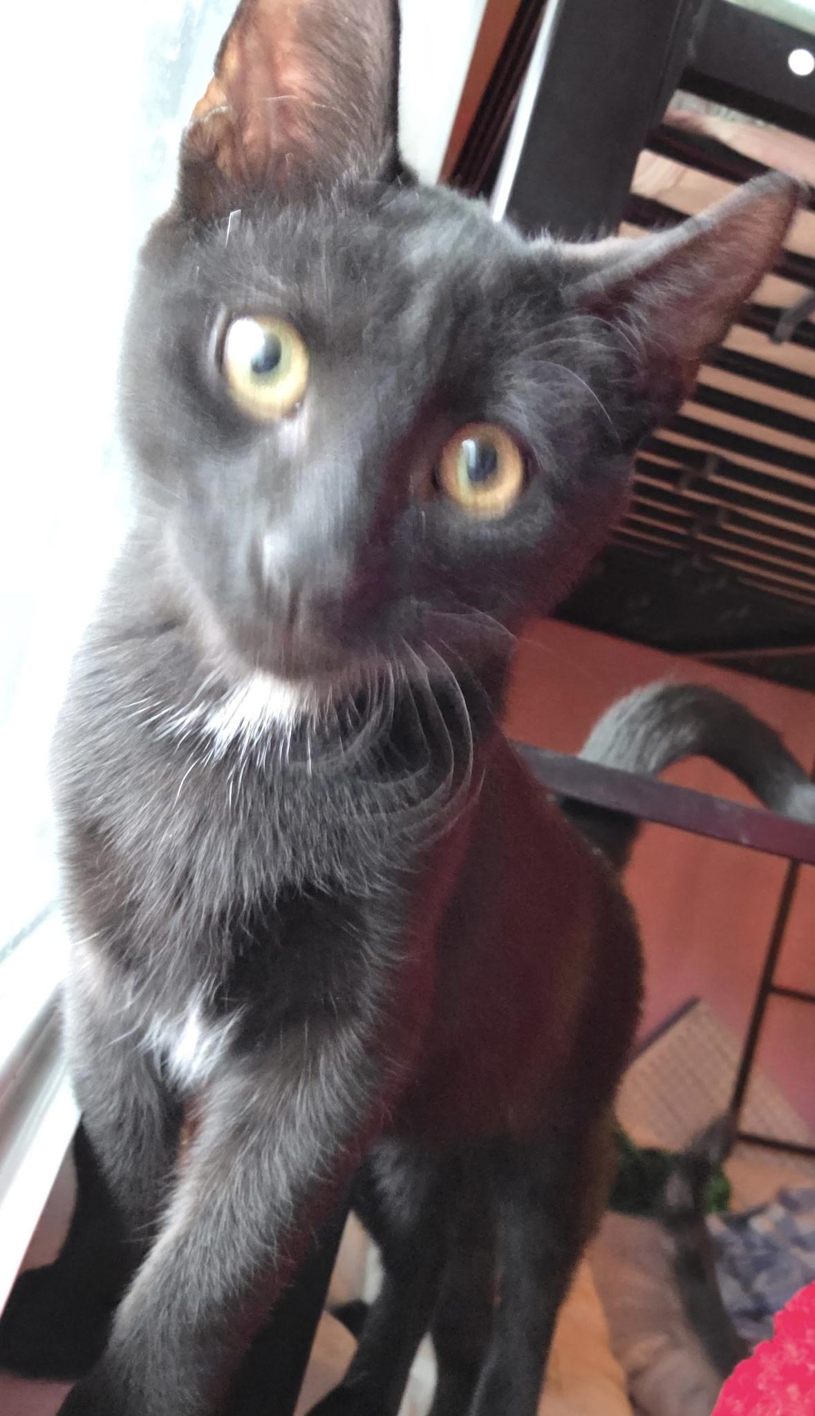 Skipper, Adoptable, Young Male Domestic Short Hair.