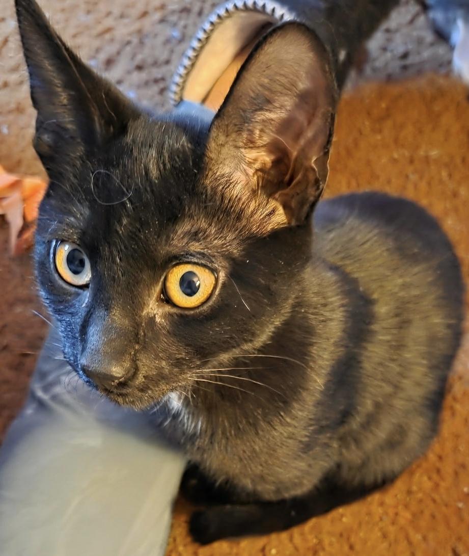 Enlarge Skipper, a Adoptable Domestic Short Hair in Moorestown, NJ image 3/3