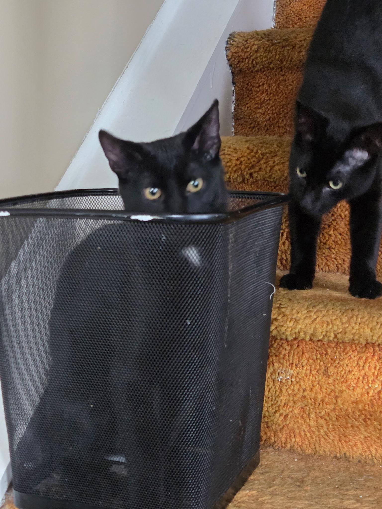 Skipper, a Adoptable Domestic Short Hair in Moorestown, NJ image 4/5