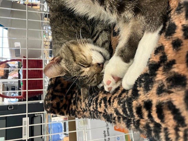 Enlarge Lenny, a Adoptable Domestic Short Hair in Shippensburg, PA image 1/2