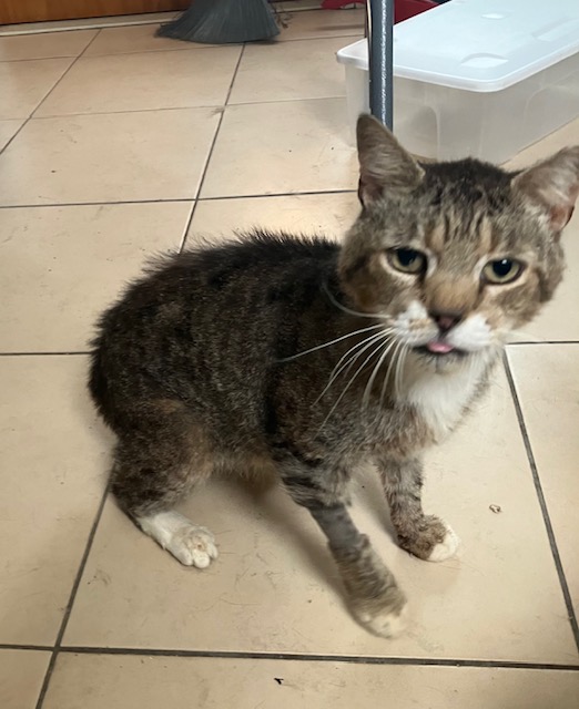 Enlarge Lenny, a Adoptable Domestic Short Hair in Shippensburg, PA image 2/2