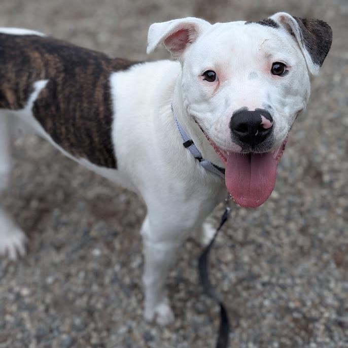 Liberty, Adoptable, Young Female Mixed Breed.