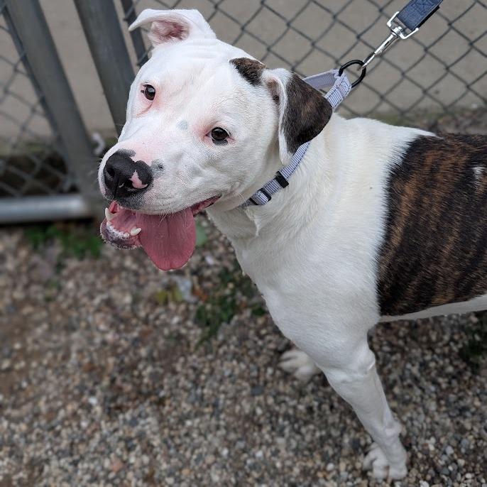 Enlarge Liberty, a Adoptable Mixed Breed in West Olive, MI image 2/3