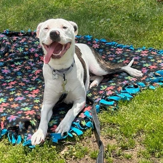 Enlarge Liberty, a Adoptable Mixed Breed in West Olive, MI image 3/3