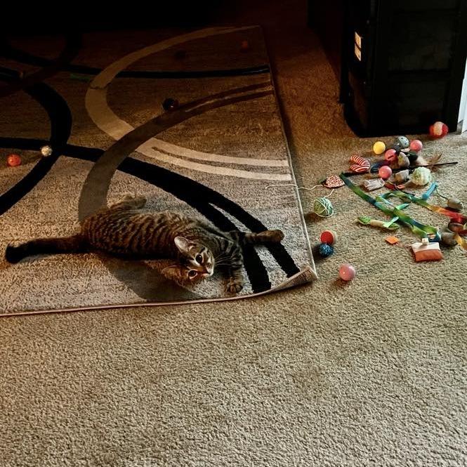 Nutmeg, a Adoptable Domestic Short Hair in Akron, NY image 2/2