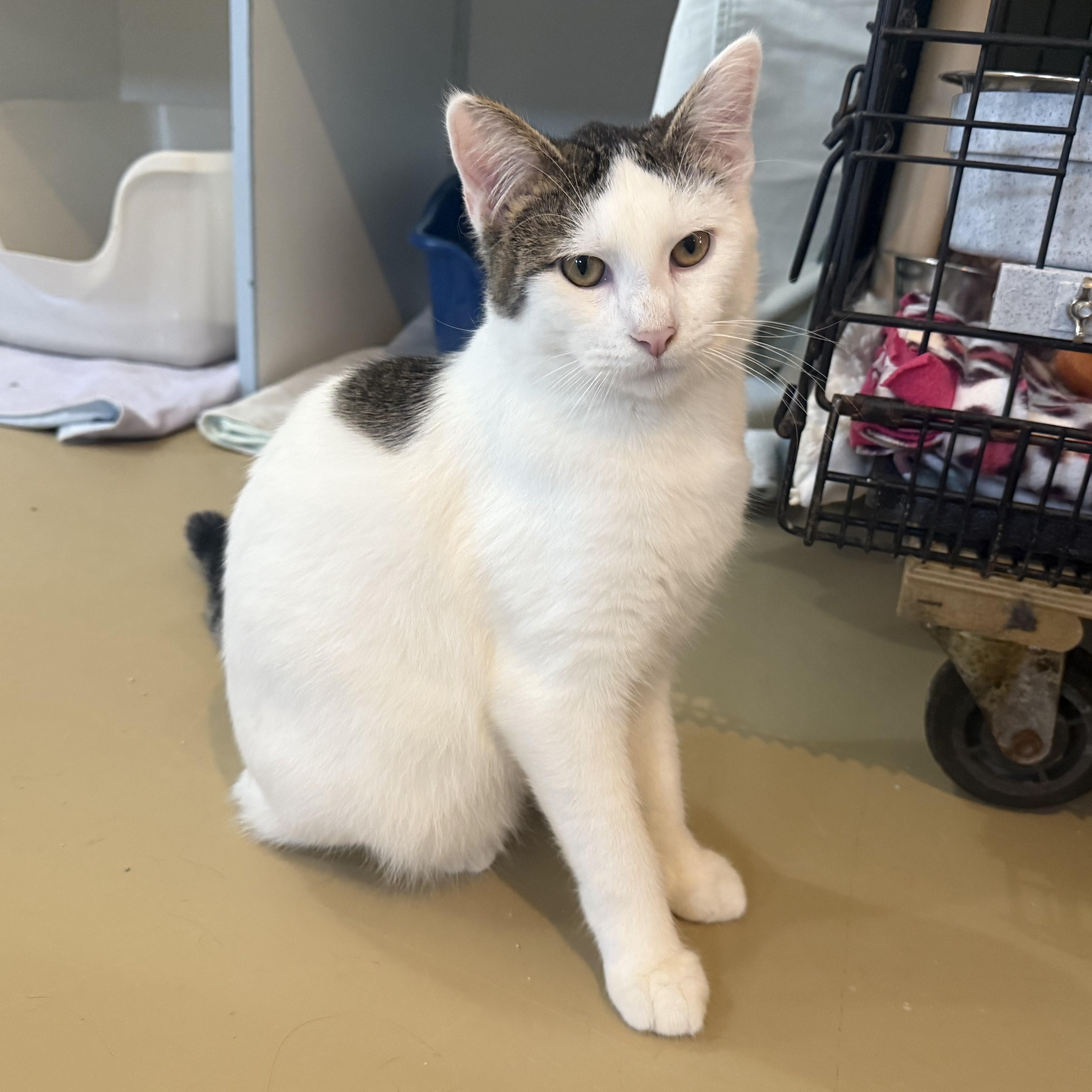 Enlarge PARKER, a Adoptable Domestic Short Hair in La Crescent, MN image 4/6