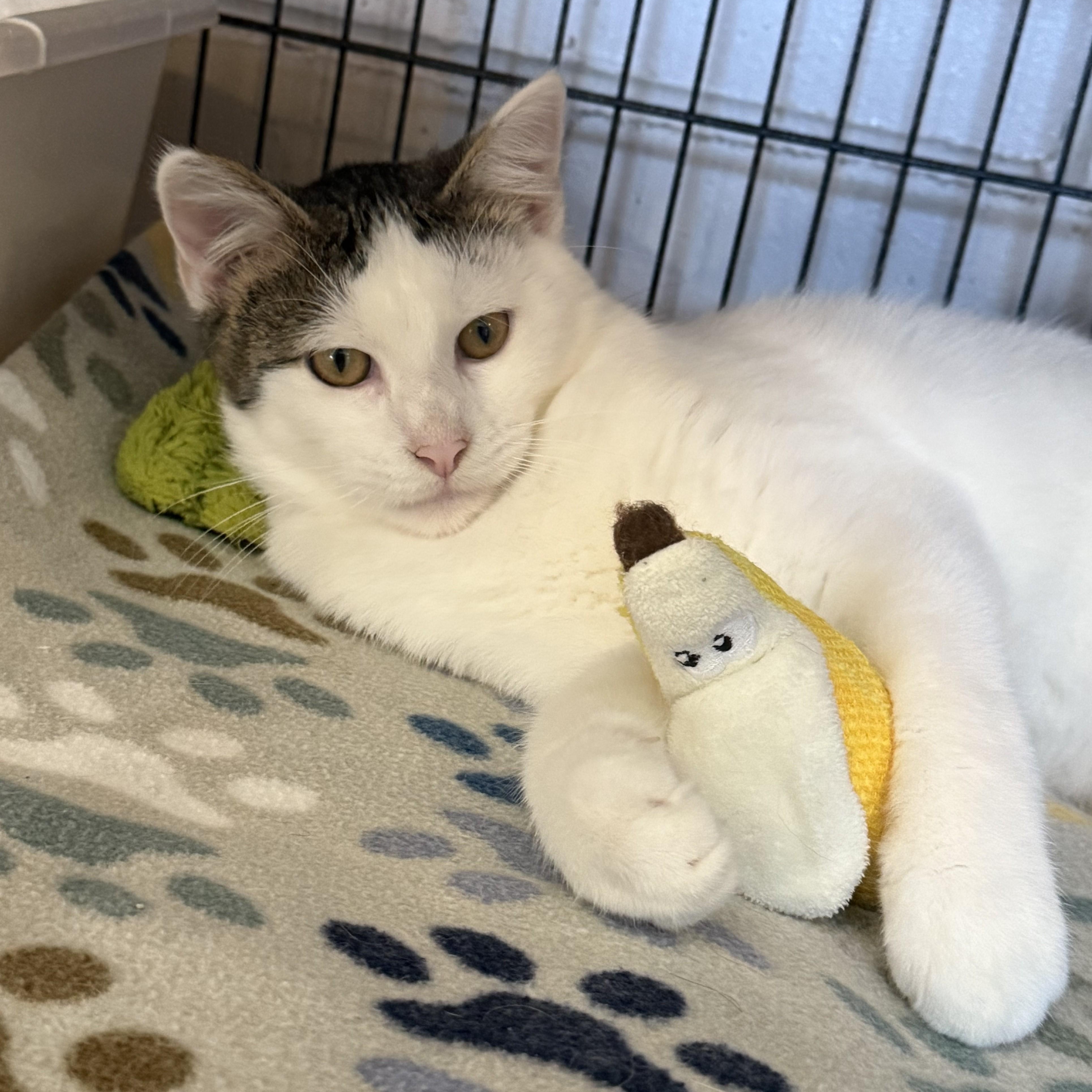 Enlarge PARKER, a Adoptable Domestic Short Hair in La Crescent, MN image 6/6