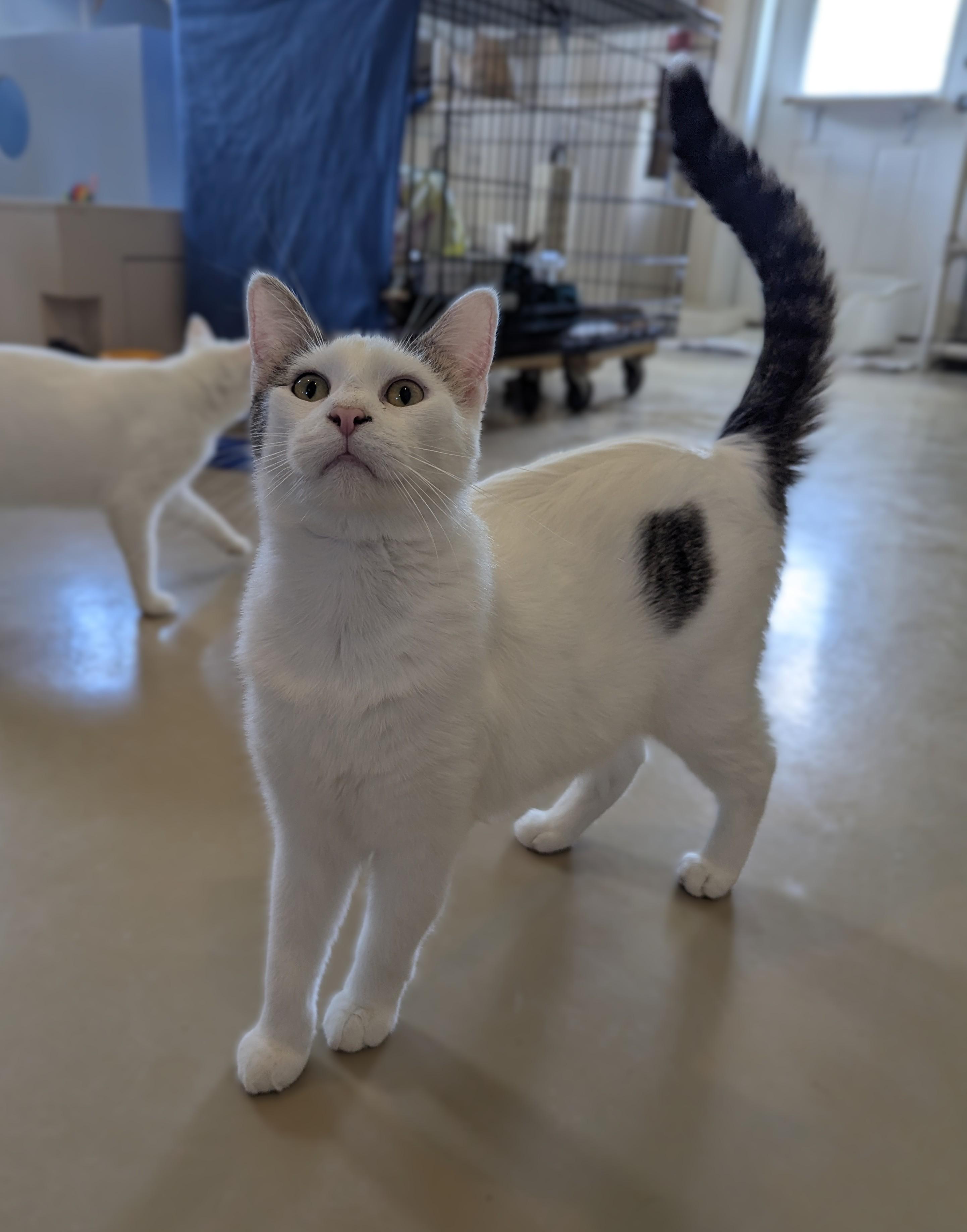 Enlarge PARKER, a Adoptable Domestic Short Hair in La Crescent, MN image 6/6