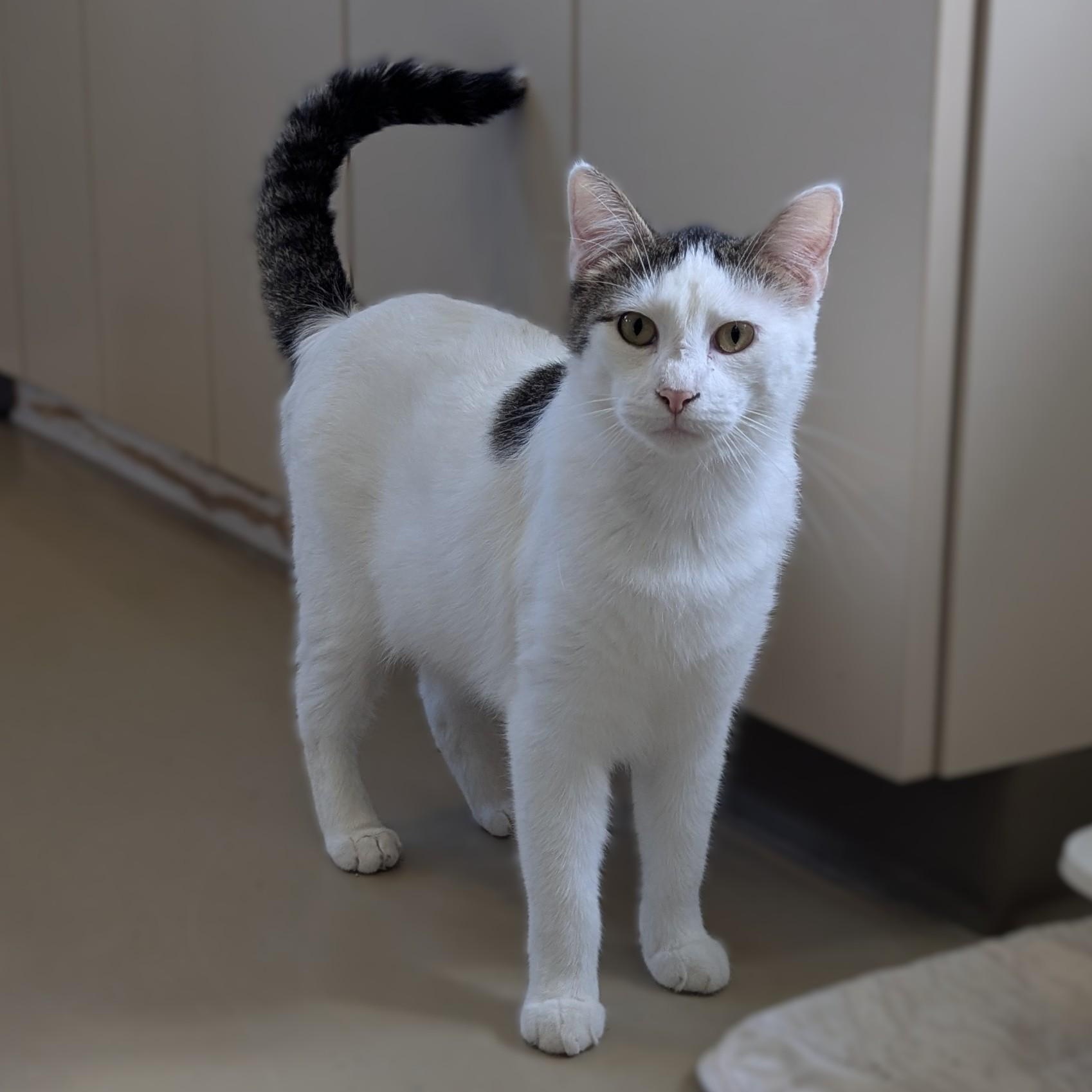 Enlarge PARKER, a Adoptable Domestic Short Hair in La Crescent, MN image 1/6