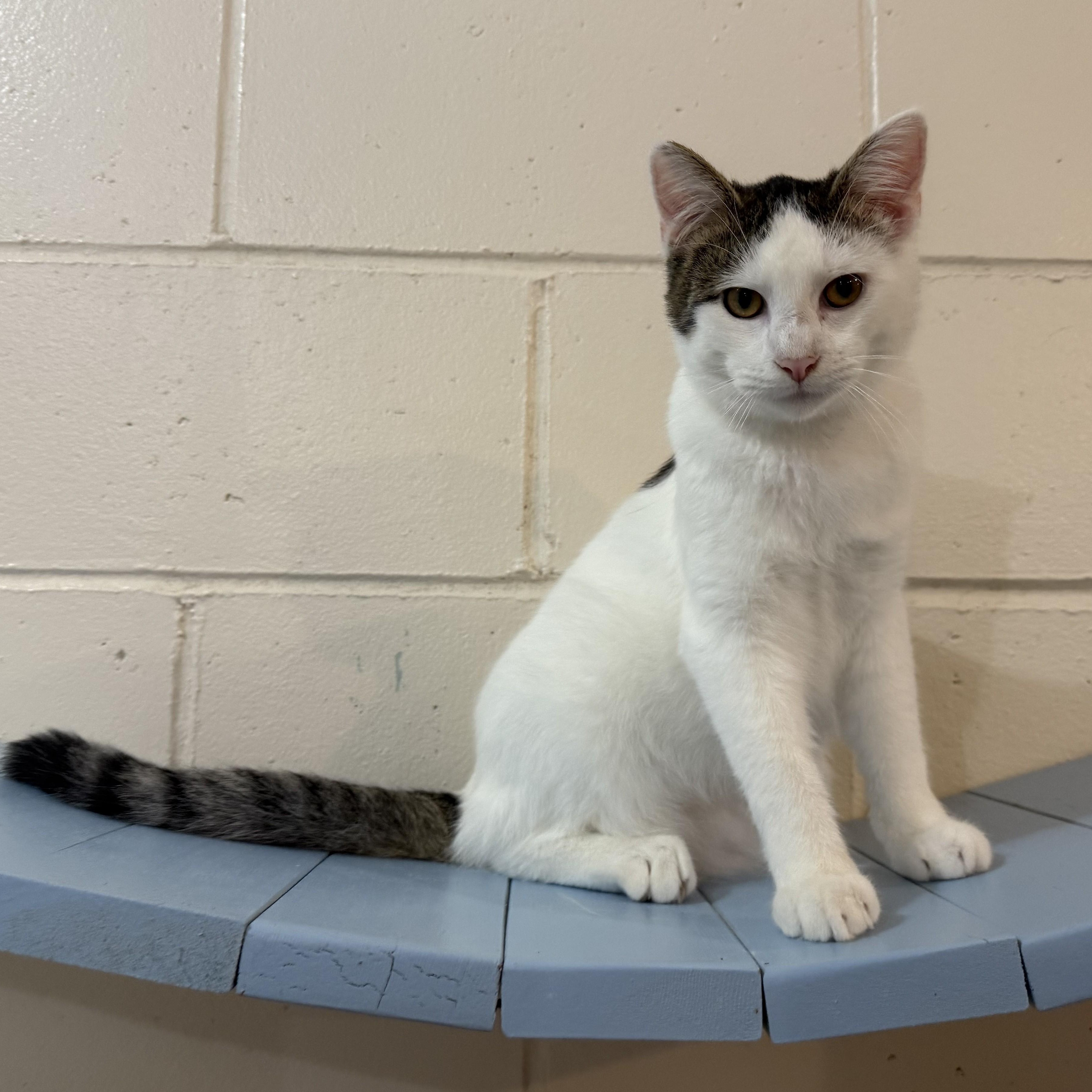 Enlarge PARKER, a Adoptable Domestic Short Hair in La Crescent, MN image 1/6