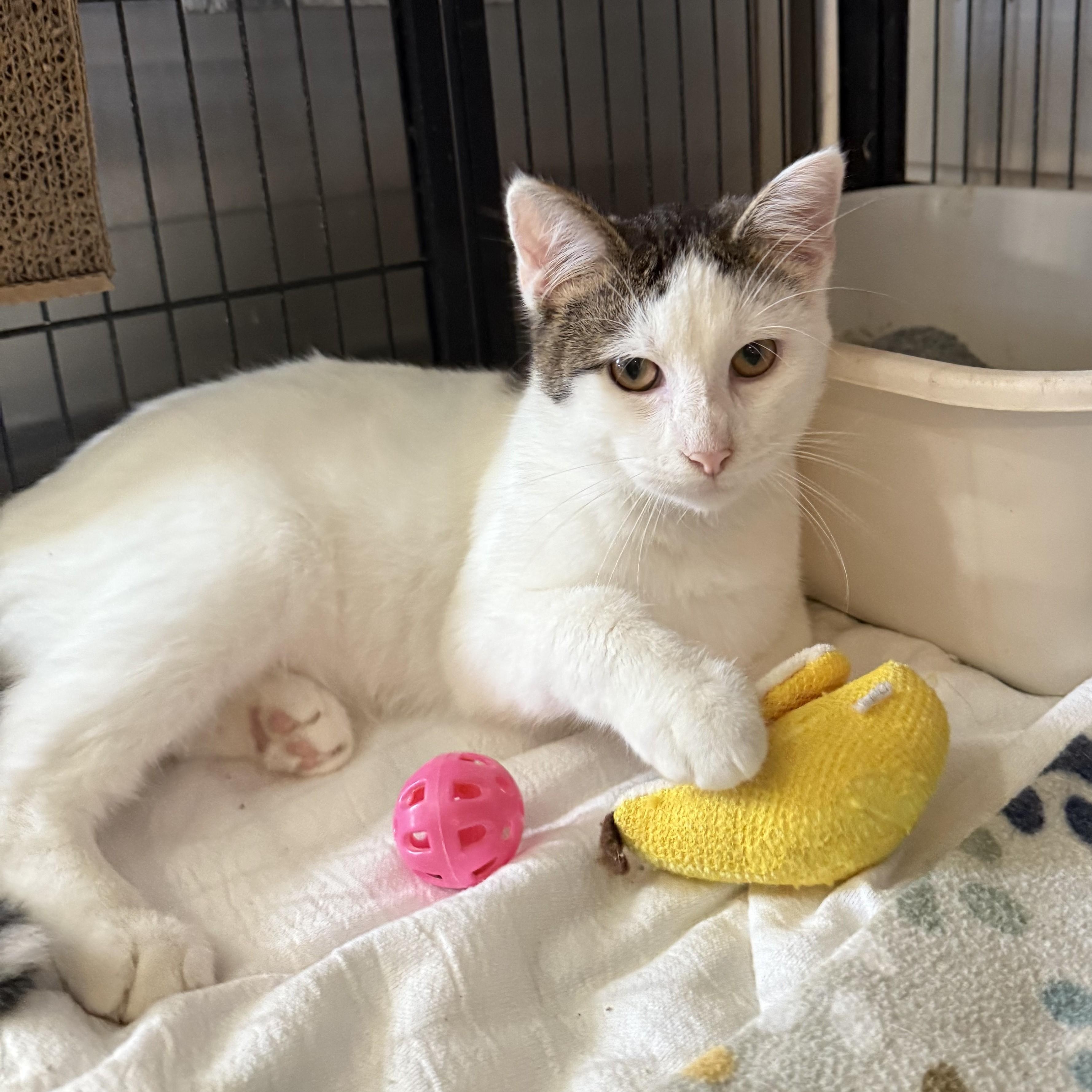 Enlarge PARKER, a Adoptable Domestic Short Hair in La Crescent, MN image 2/6