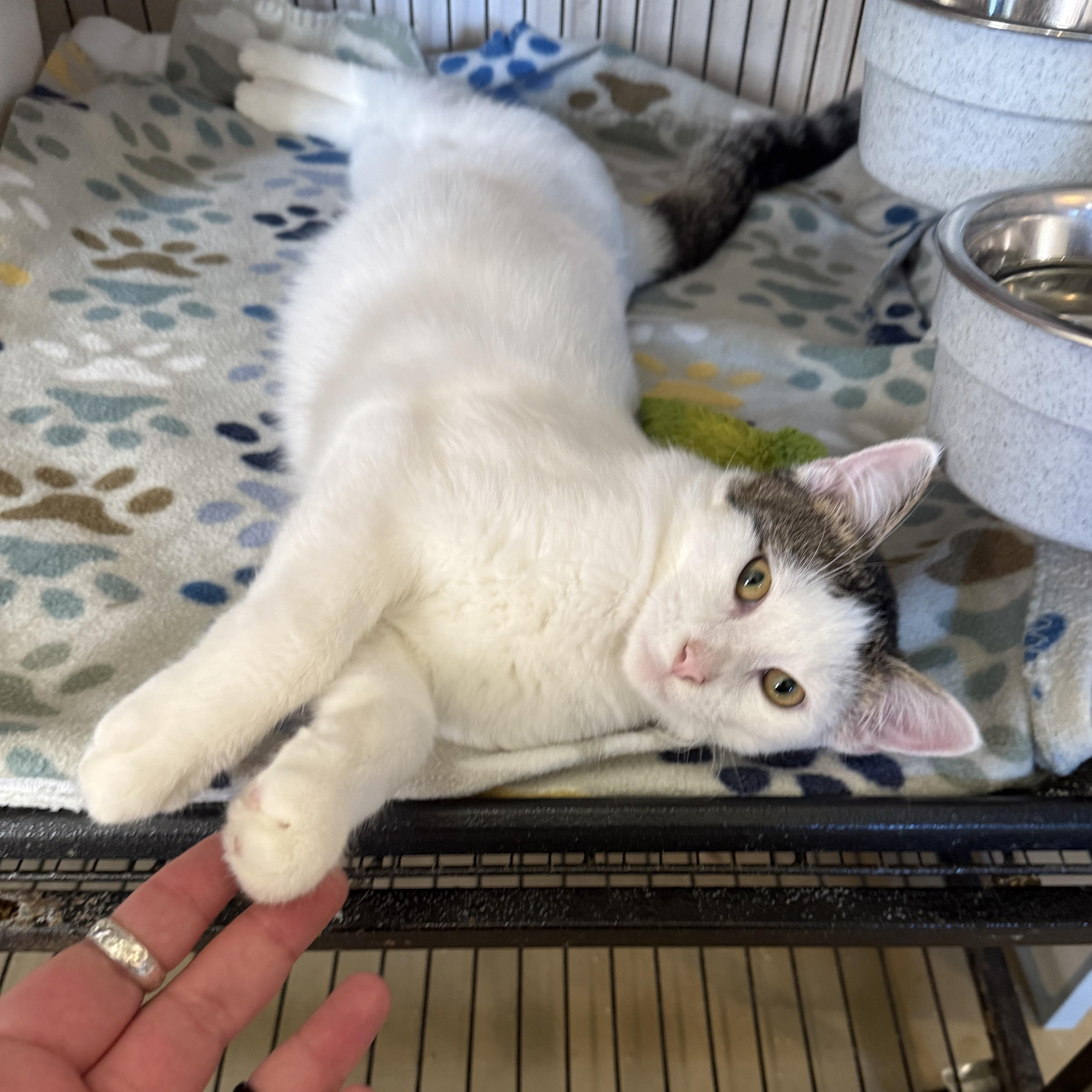 Enlarge PARKER, a Adoptable Domestic Short Hair in La Crescent, MN image 5/6