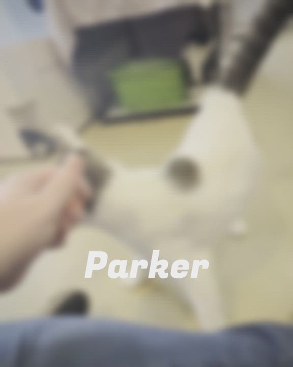 Enlarge PARKER, a Adoptable Domestic Short Hair in La Crescent, MN video 3/6