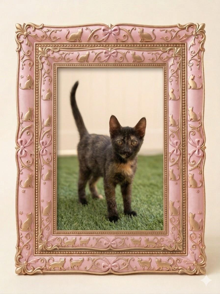 Enlarge Lucy, a ADOPTABLE Domestic Short Hair in Saugus, CA image 2/2