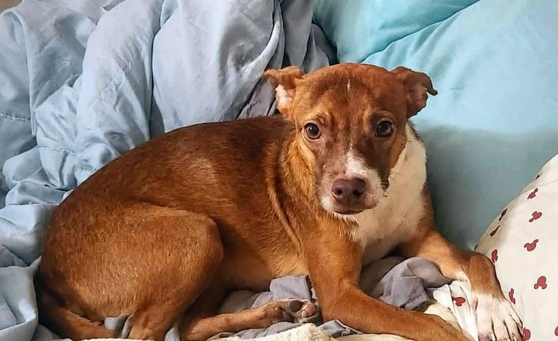 Enlarge Sissy (AO37323), a Adoptable mixed breed in Kansas City, KS image 2/2