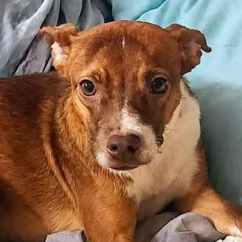 Enlarge Sissy (AO37323), a Adoptable mixed breed in Kansas City, KS image 1/2
