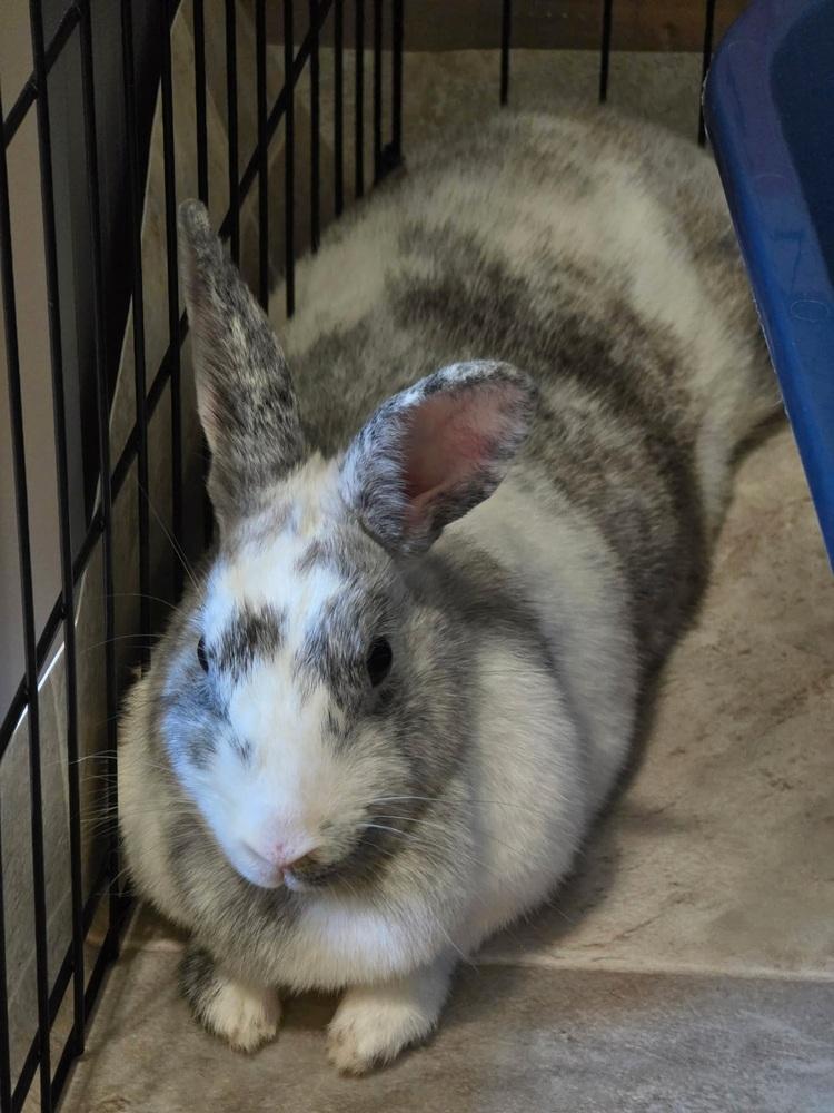 Babette, Adoptable, Adult Female Harlequin.