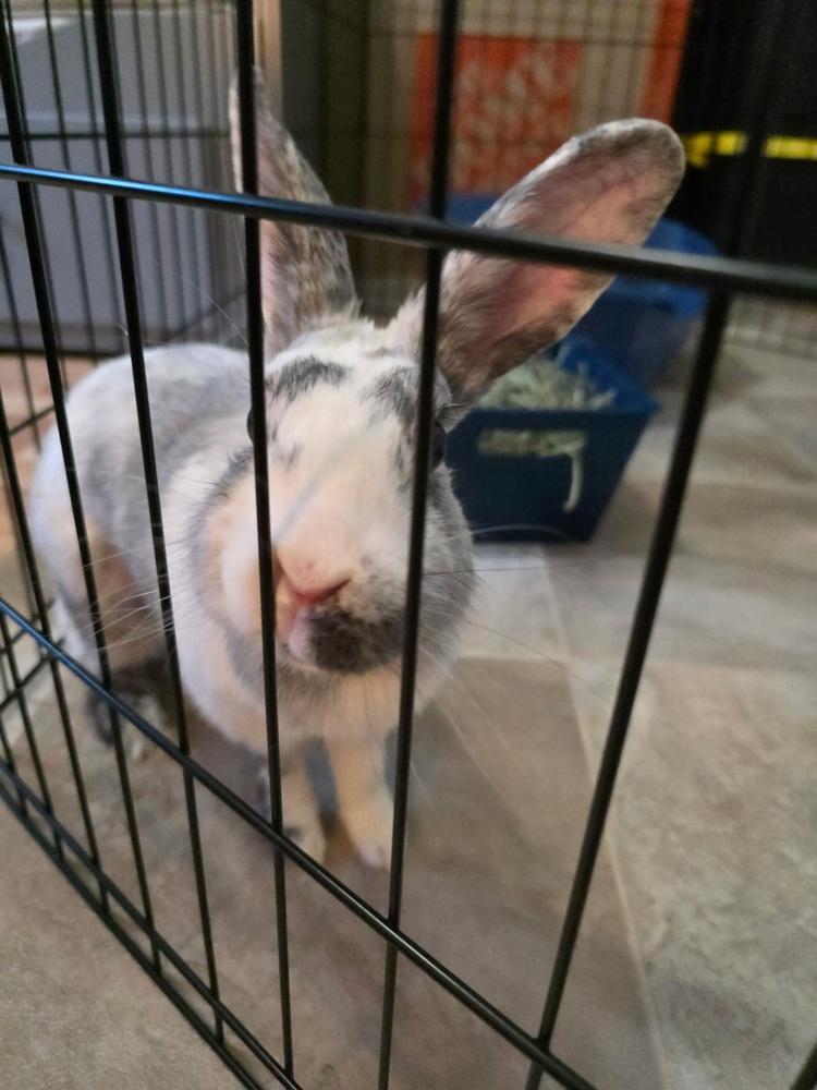 Enlarge Babette, a Adoptable Harlequin in Melbourne, FL image 2/6