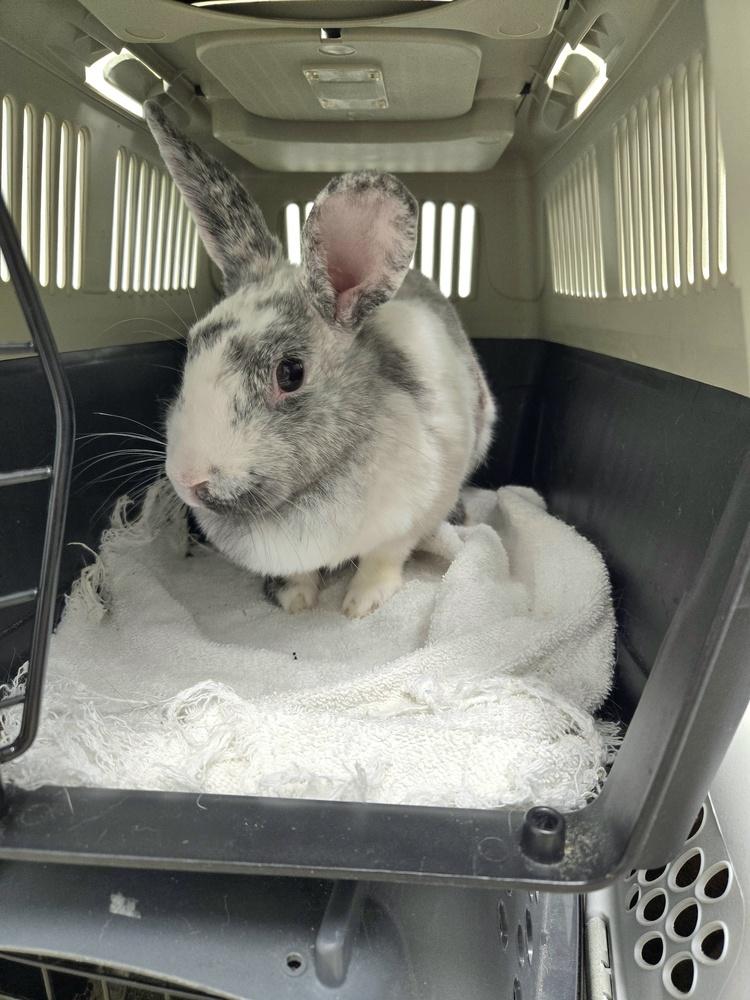 Enlarge Babette, a Adoptable Harlequin in Melbourne, FL image 3/6