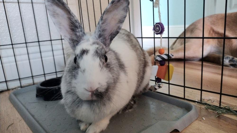 Enlarge Babette, a Adoptable Harlequin in Melbourne, FL image 4/6