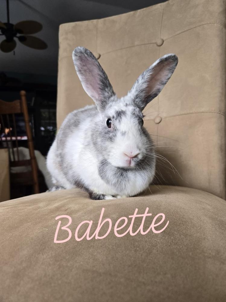 Enlarge Babette, a Adoptable Harlequin in Melbourne, FL image 5/6
