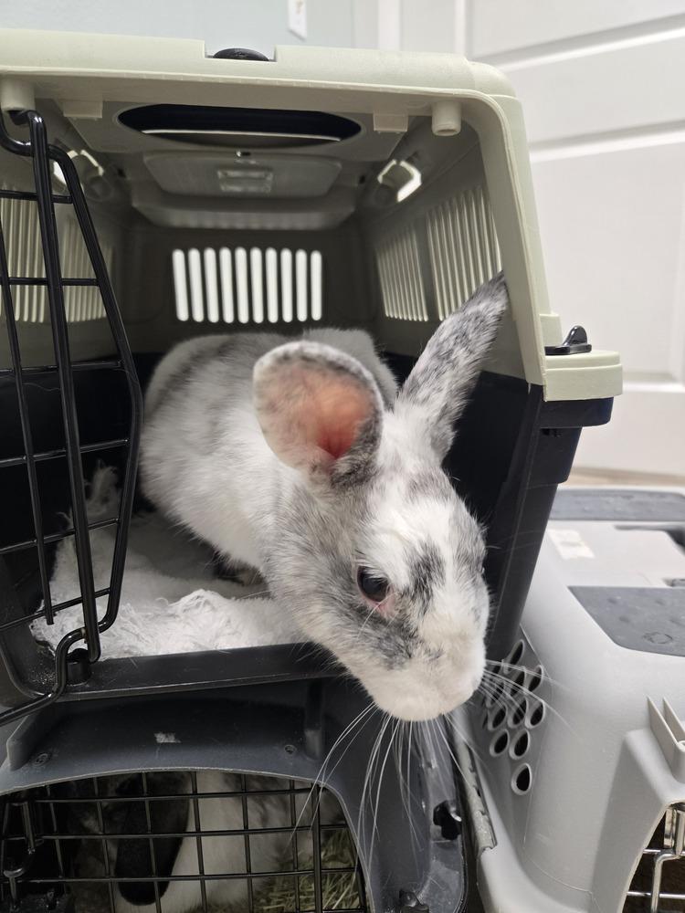 Enlarge Babette, a Adoptable Harlequin in Melbourne, FL image 6/6