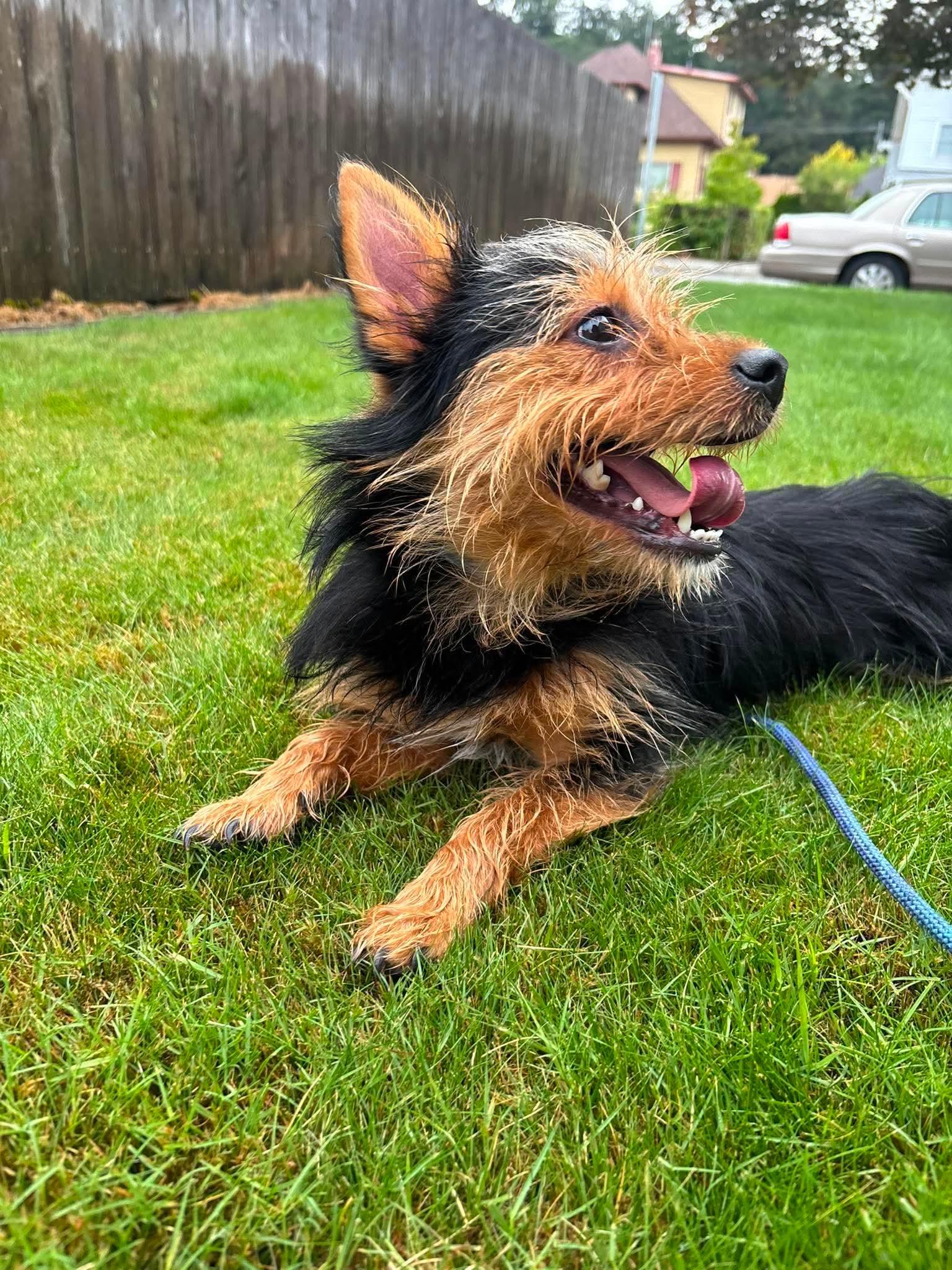 Enlarge Teddy, a ADOPTABLE mixed breed in Tacoma, WA image 2/4