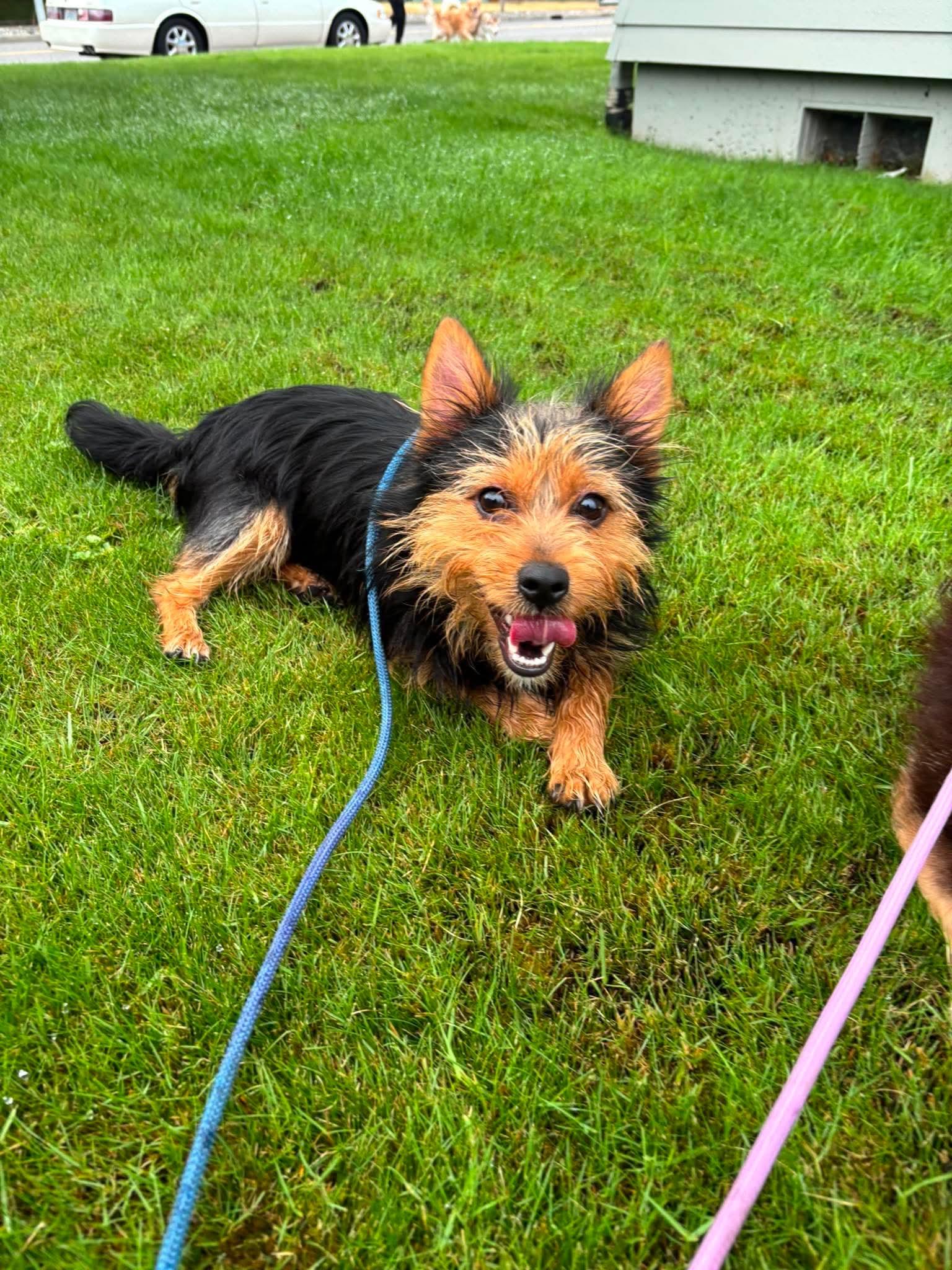 Enlarge Teddy, a ADOPTABLE mixed breed in Tacoma, WA image 3/4