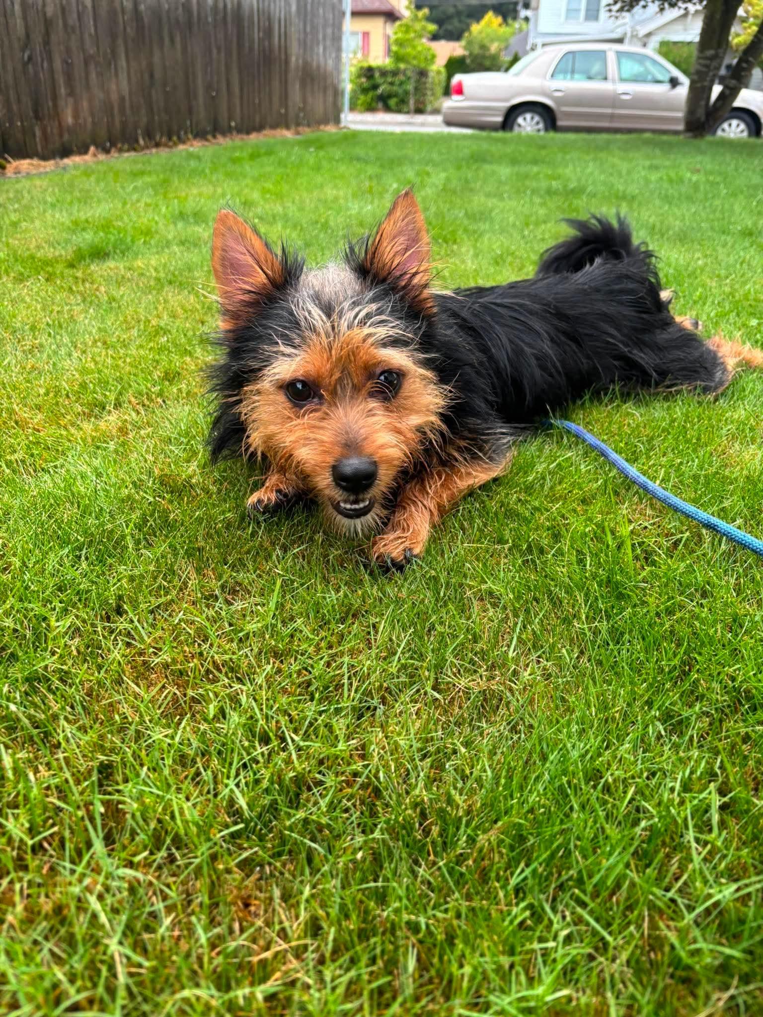 Enlarge Teddy, a ADOPTABLE mixed breed in Tacoma, WA image 4/4