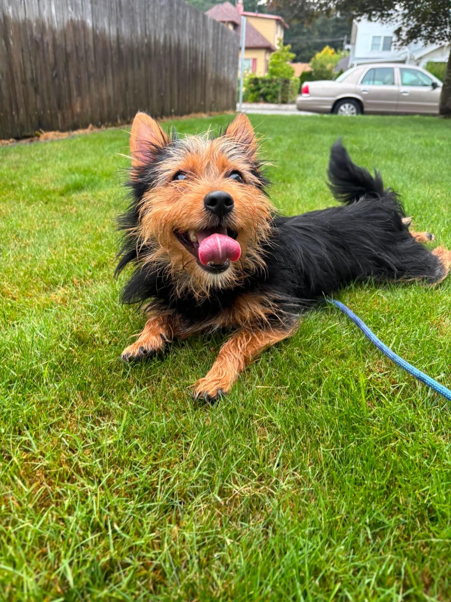 Teddy, ADOPTABLE, Young Male Yorkshire Terrier & Pomeranian.