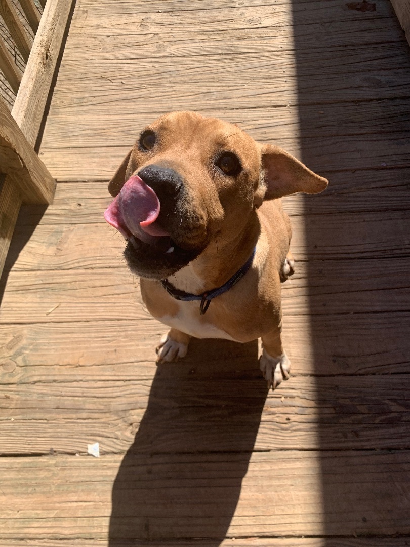 Sparky, a Adoptable mixed breed in Rock Hill, SC image 5/6