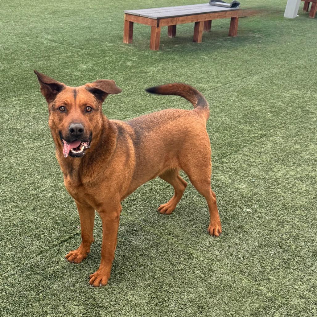 Carman, ADOPTABLE, Adult Male Shepherd.