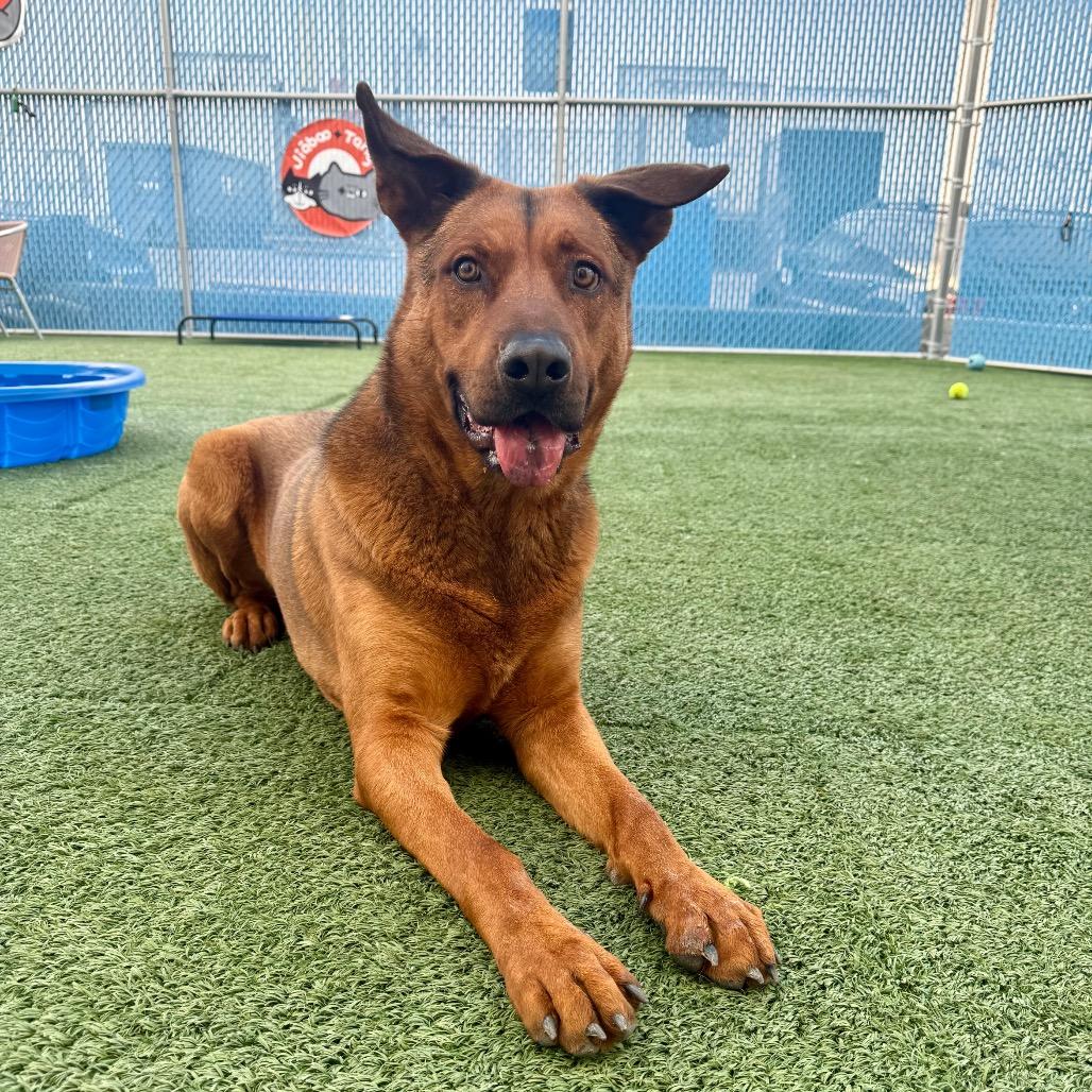 Enlarge Carman, a ADOPTABLE mixed breed in Las Vegas, NV image 2/3