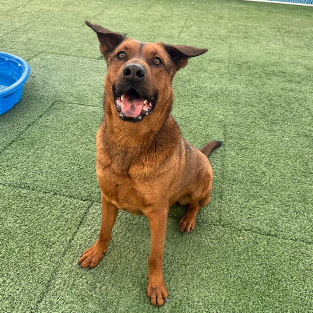 Enlarge Carman, a ADOPTABLE mixed breed in Las Vegas, NV image 3/3