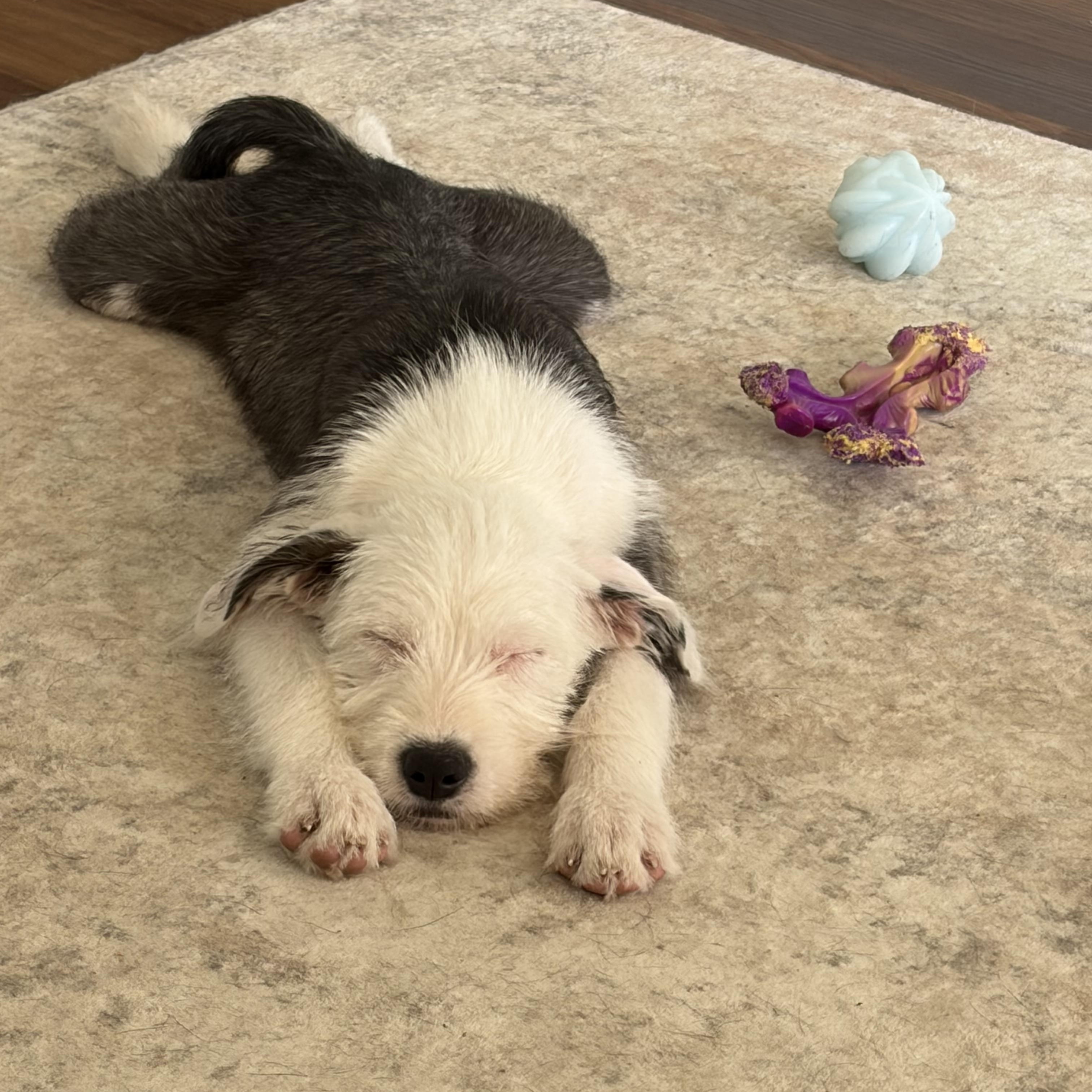 Paisley, an adopted mixed breed in Jersey City, NJ image 4/6