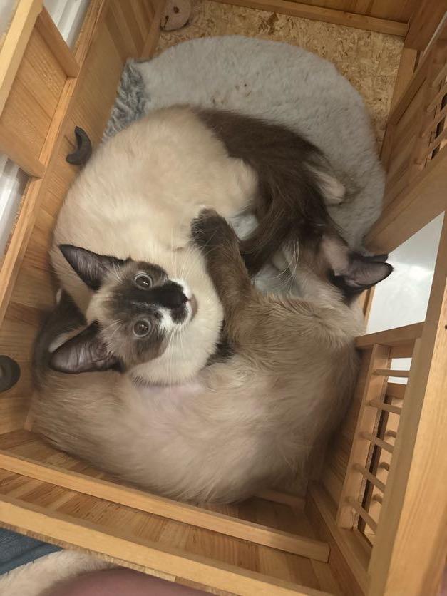 Enlarge Banana, an adopted Snowshoe in Brooklyn, NY image 5/6