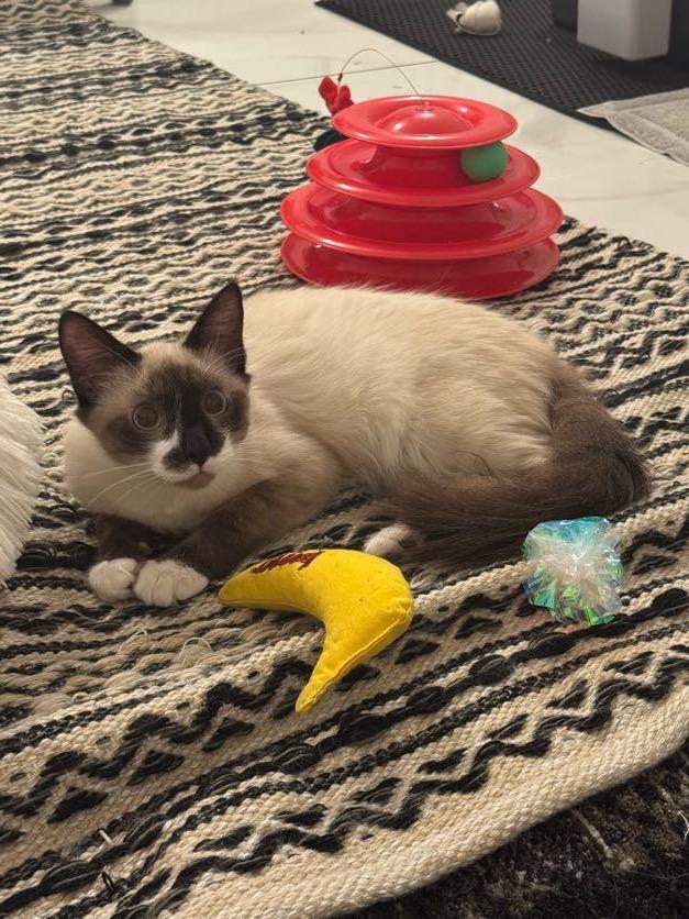 Banana, adopted, Young Male Snowshoe.