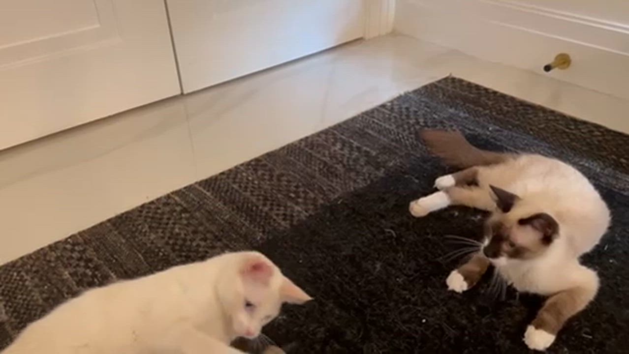 Enlarge Banana, an adopted Snowshoe in Brooklyn, NY video 2/6